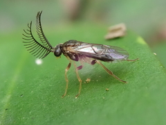 Diprionidae
