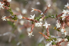 Lysinema