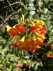 Streptosolen