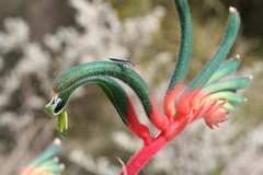 Rhinotia suturalis