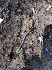 Cormocephalus