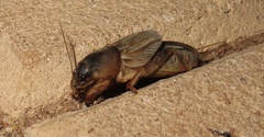 Gryllotalpidae
