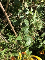 Streptosolen