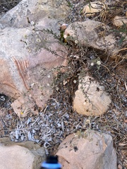 Heterotheca excelsior