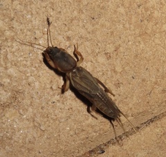 Gryllotalpidae