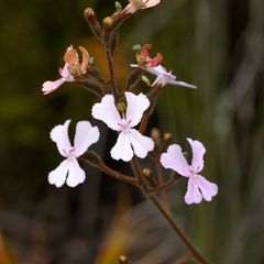 Stylidium pilosum