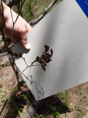 Haemodorum austroqueenslandicum