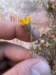 Heterotheca excelsior