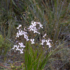 Stylidium pilosum