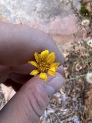 Heterotheca excelsior