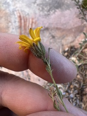 Heterotheca excelsior