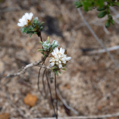 Laxmannia brachyphylla