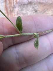 Heterotheca excelsior