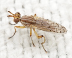 Dichetophora