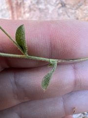 Heterotheca excelsior