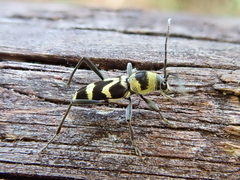 Chlorophorus curtisi