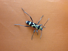 Chlorophorus curtisi