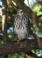 Accipiter rufitorques
