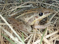 Litoria nasuta