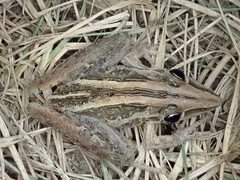 Litoria nasuta