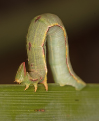 Crypsiphona tasmanica