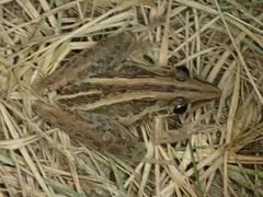 Litoria nasuta