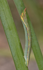 Crypsiphona tasmanica