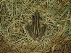 Litoria nasuta
