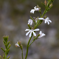 Goodenia scapigera