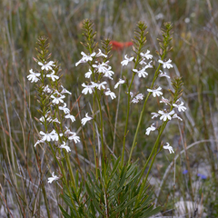 Goodenia scapigera