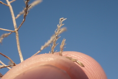 Eragrostis lehmanniana