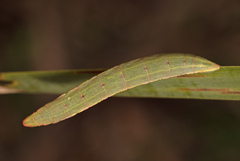 Crypsiphona tasmanica