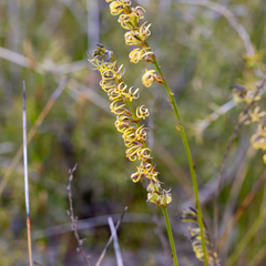 Tripterococcus brunonis