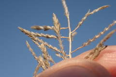 Eragrostis lehmanniana