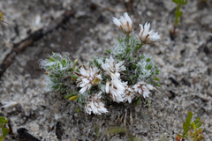 Laxmannia brachyphylla