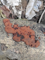 Hypoxylon rubiginosum