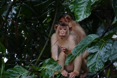 Macaca nemestrina