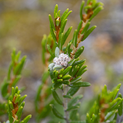 Spyridium microcephalum