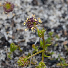 Opercularia vaginata