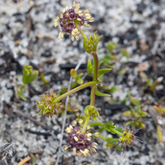 Opercularia vaginata