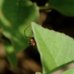Leucauge argyrobapta