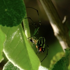 Leucauge argyrobapta