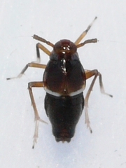 Pissonotus marginatus