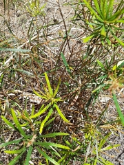 Banksia spinulosa
