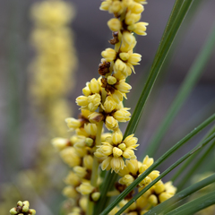 Lomandra rupestris