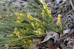 Lomandra rupestris