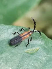 Lycinae
