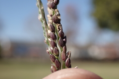 Digitaria violascens
