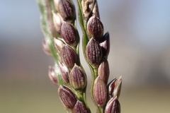 Digitaria violascens