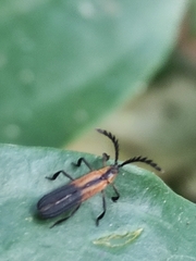 Lycinae